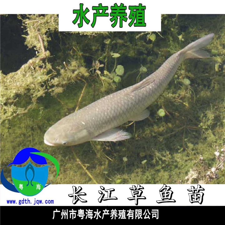 草鱼苗|供应广东草鱼鱼苗|优质长江鲩鱼苗 