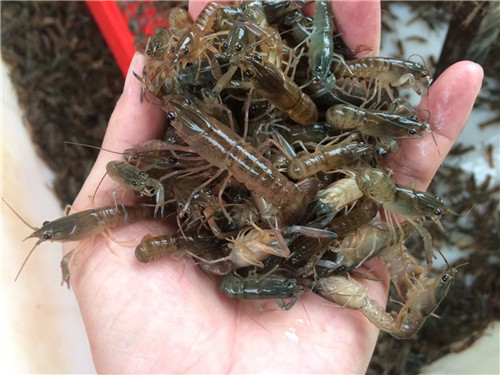 大龙虾苗批发|优质大龙虾苗批发