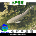 草鱼苗|供应广东草鱼鱼苗|优质长江鲩鱼苗 