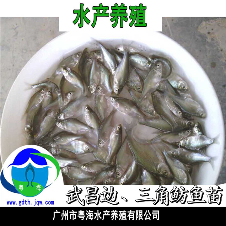 三角鲂鱼苗-三角方鱼苗|三角边鱼苗 