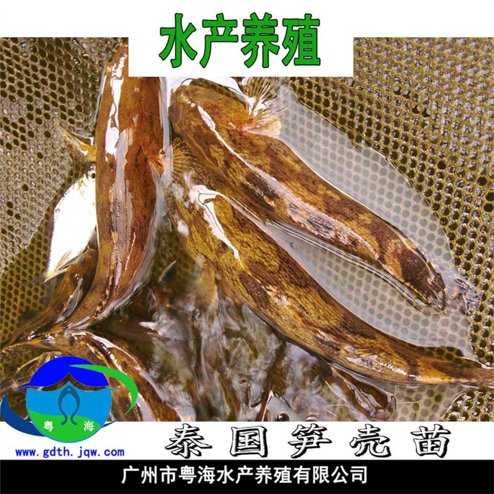 泰国笋壳鱼苗-笋壳鱼苗|良种笋壳鱼苗 