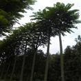 椿树