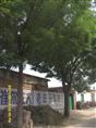 河北国槐♀  沧州国槐♀ 供应国槐♀ 出售国槐♀