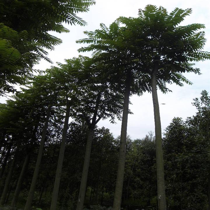 椿树