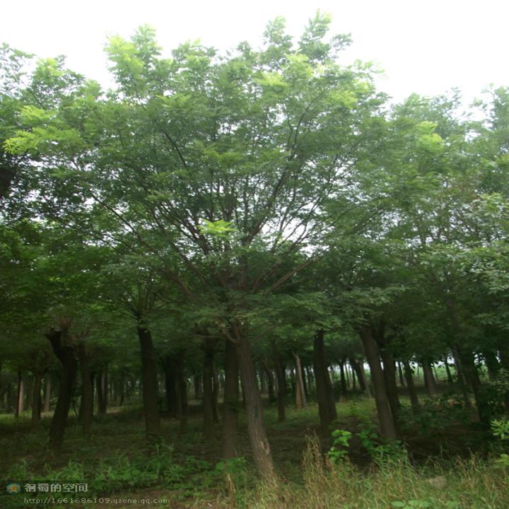 河北国槐♀  沧州国槐♀ 供应国槐♀ 出售国槐♀