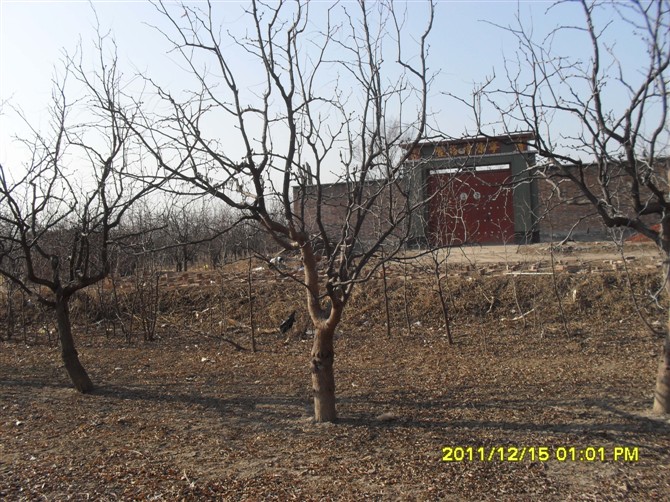 河北枣树基地 