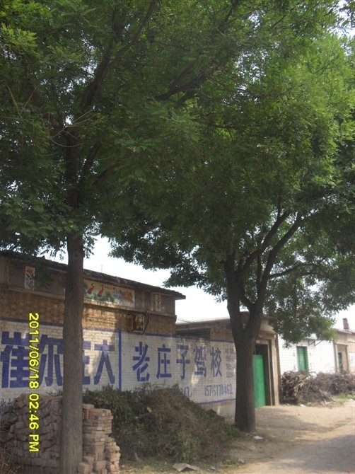 河北国槐♀  沧州国槐♀ 供应国槐♀ 出售国槐♀