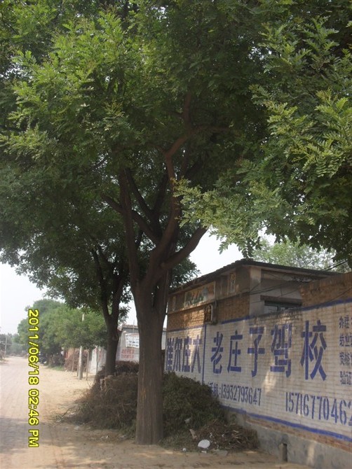 河北国槐♀  沧州国槐♀ 供应国槐♀ 出售国槐♀