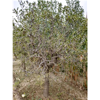 河北沧州盘龙枣树基地 
