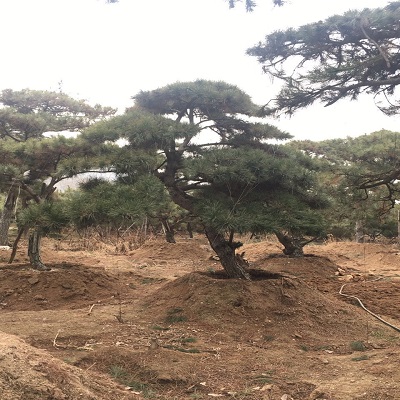 造型油松/造型油松价格 