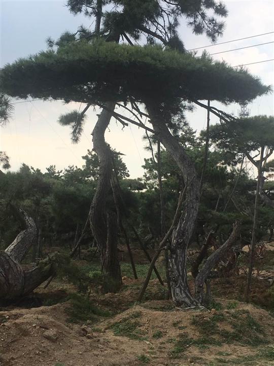 造型黑松价格|造型黑松基地 