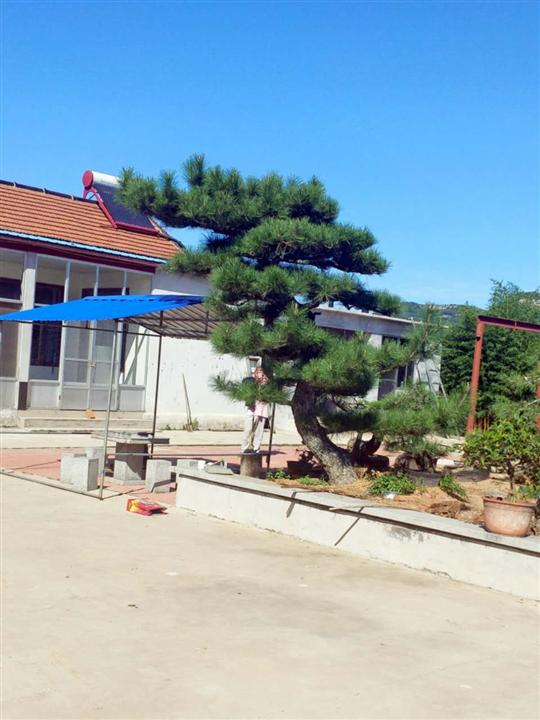 造型油松供应商 绿水青山就是金山，银山。 