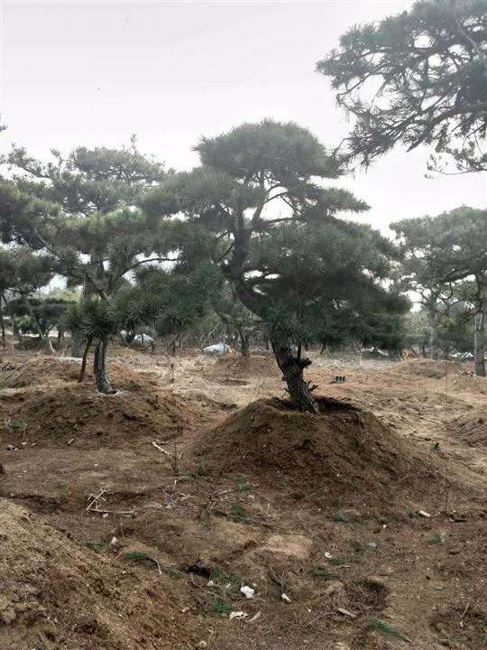 造型油松/造型油松价格 