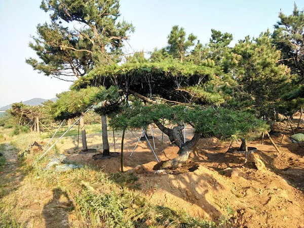 造型油松|造型油松价格|莱芜造型油松基地 
