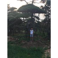 造型油松基地 