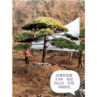 造型油松价格_造型油松价格查询 