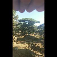 造型油松|造型油松价格|莱芜造型油松基地 