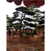 造型油松批发 
