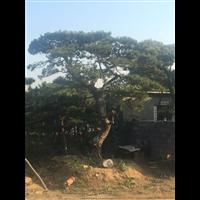 造型油松|造型油松价格|造型油松基地 