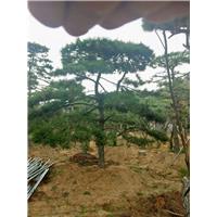 造型油松——山东造型油松——大型造型油松树培育基地 