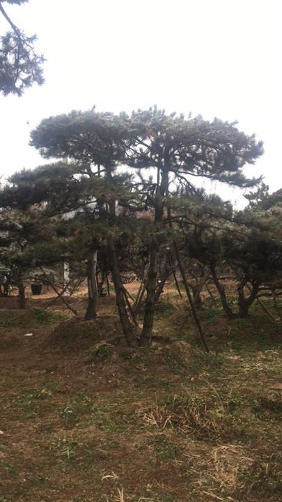 造型油松/造型油松价格 