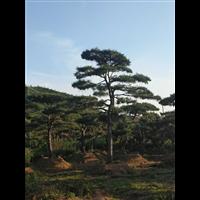 造型油松|造型油松价格|莱芜造型油松基地 