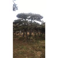 造型油松/造型油松价格 