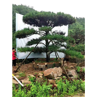 造型油松价格 
