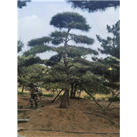 造型油松基地