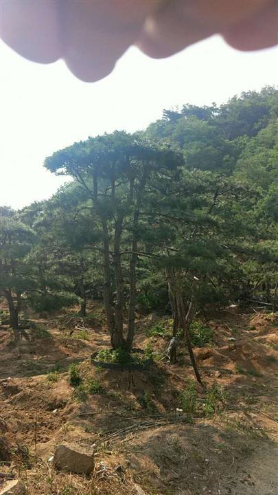 造型油松|造型油松价格|莱芜造型油松基地 