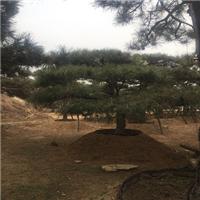 造型油松/造型油松价格 