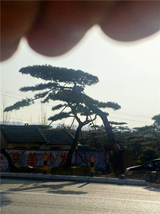 造型油松价格 