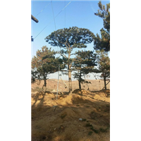 造型油松—山东造型油松价格 