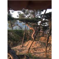 造型油松|造型油松价格|造型油松基地 