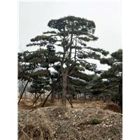 造型油松/造型油松价格 
