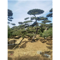 造型油松图片