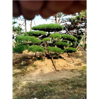 造型油松哪里便宜 