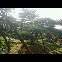 【造型油松】_造型油松价格 