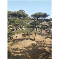 造型油松|造型油松价格 