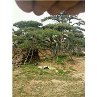 【日本黑松】日本黑松盆景价格_造型黑松图片 