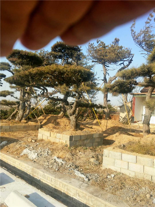 【造型油松】造型油松价格 