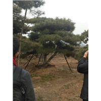造型油松|造型油松价格 