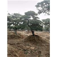 造型油松/造型油松价格 