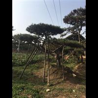 造型黑松 