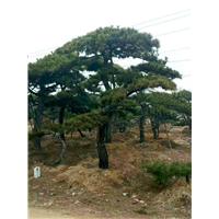 造型油松 