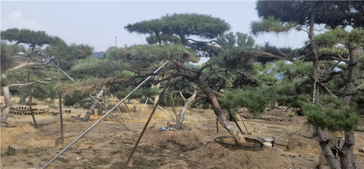 造型松价格