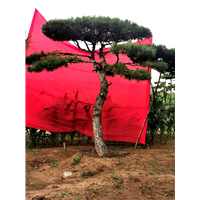 造型油松 