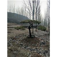 造型松/造型松价格 