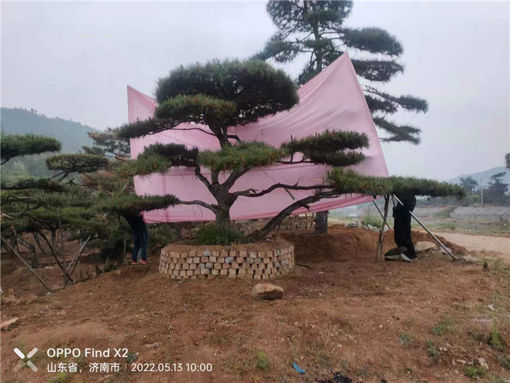 造型油松