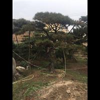 造型黑松价格 